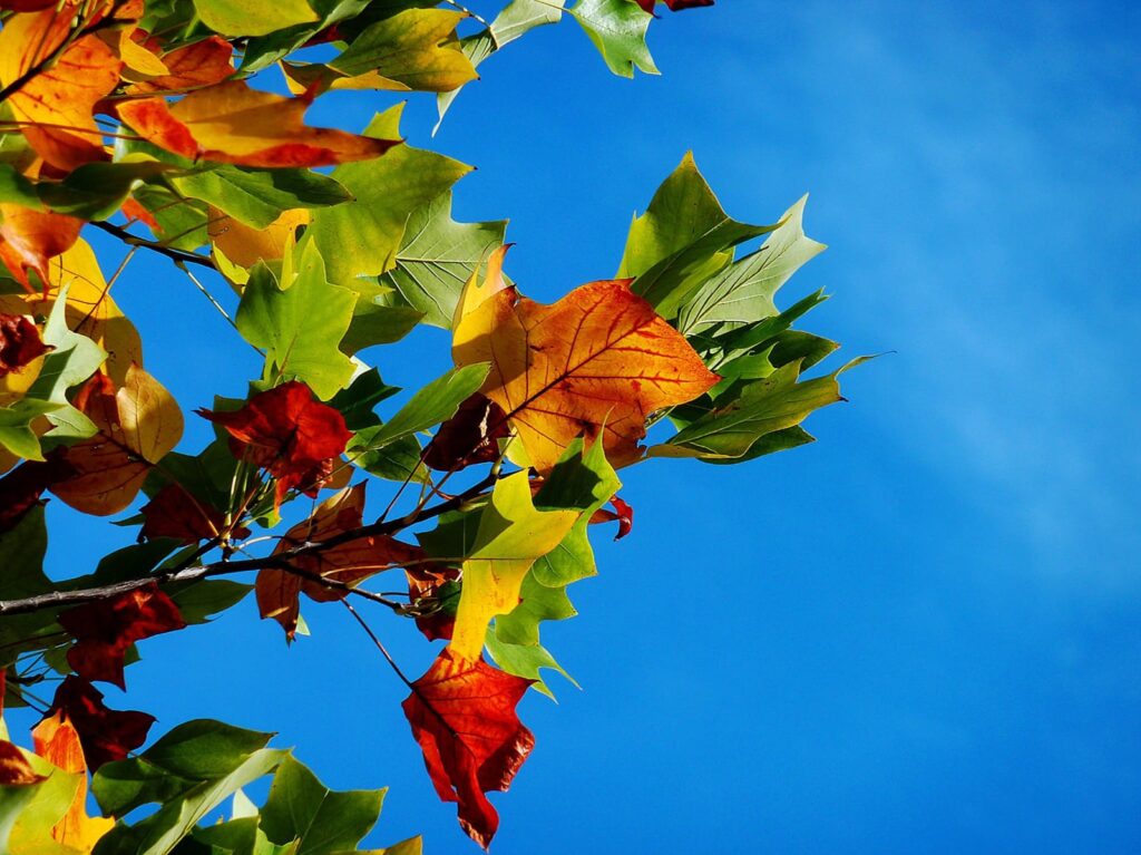Autumnal leaves - green, red and orange - set against a blue sky