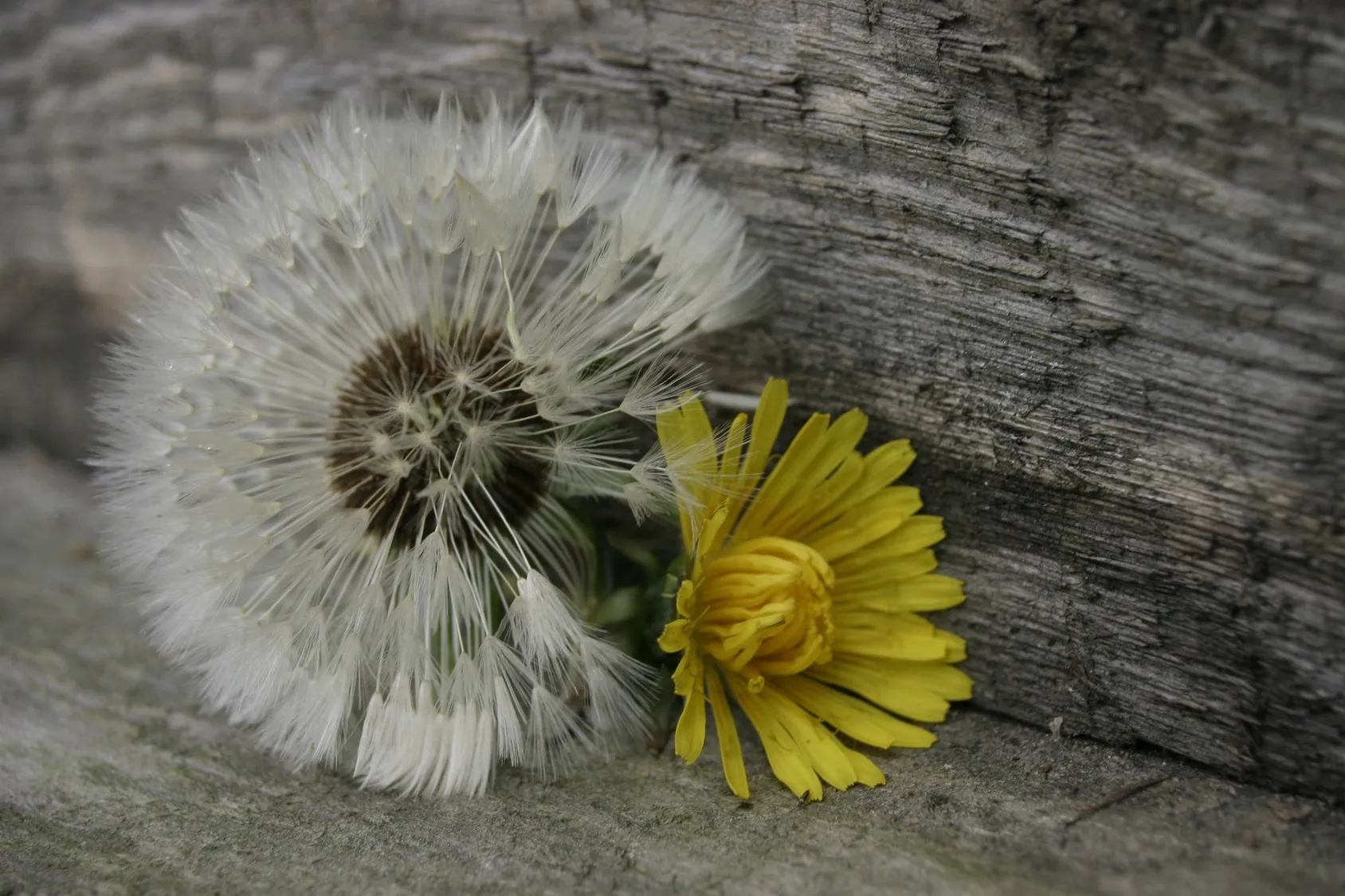 A picture of a dandelion in subtle thanks to Tomos James, Funeral Celebrant in Portsmouth